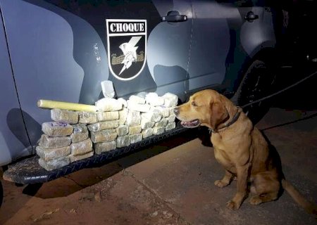 Com a ajuda de cão farejador, polícia encontra 8,3 kg de maconha em residência
