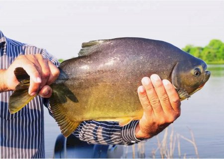 Parque do Lago recebe peixes para o “Pesque e Leve' da Semana Santa