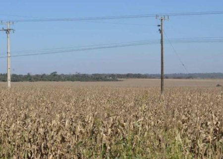 Milho-MS:  produtividade média estimada de 80,33 sacas por hectare e produção prevista de 11,206 milhões de ton.