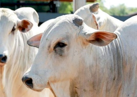 Seminário discute potencial da pecuária bovina no mercado de carbono