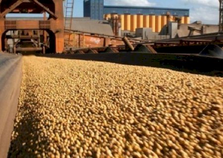 Dourados é o quarto maior produtor estadual de soja com 778 mil toneladas colhido