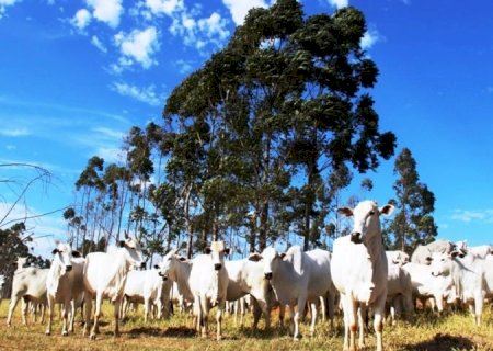 Mais de 80% dos rebanhos foram declarados; prazo termina no dia 30