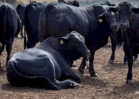 Frente fria causou a morte 2.725 cabeças de gado no Estado