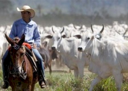 Juíza anula cobrança de ICMS de transferência de gado entre fazendas