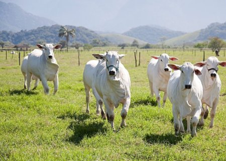 Protocolo entre Brasil e Indonésia abre mercados para o agro brasileiro