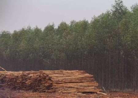 Plantio de eucalipto pode contribuir para MS alcançar neutralidade de carbono