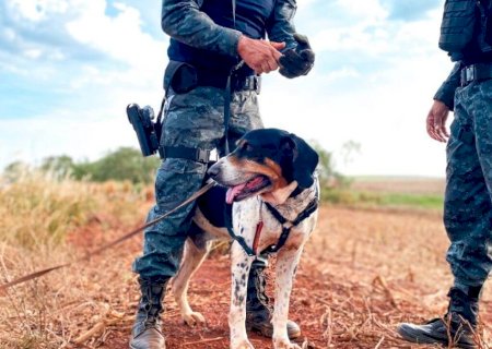 PM emprega cão de faro nas buscas por pessoa desaparecida em Dourados