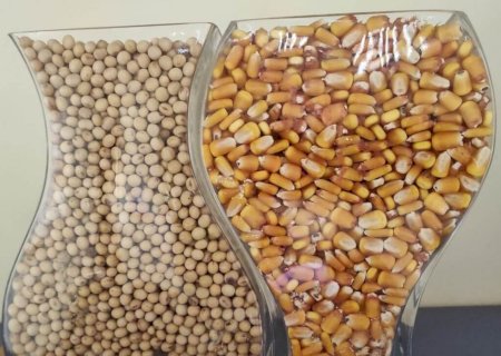 Mato Grosso do Sul semeou 1,3 milhão de hectares de milho segunda safra
