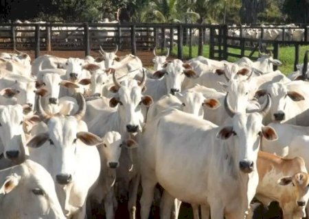 MS e outros 11 estados estão livres da febre aftosa sem vacinação