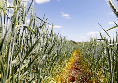 Produtor rural precisará emitir NF eletrônica a partir de janeiro