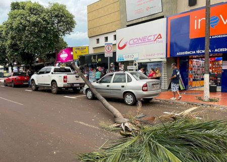 Palmeira cai e atinge dois veículos na Avenida Joaquim Teixeira Alves