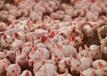 Portaria do Imasul regulamenta destina&ccedil;&atilde;o de res&iacute;duos da suinocultura