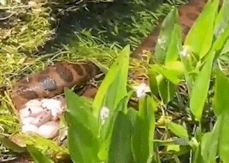 Sucuri prestes a devorar capivara foi o destaque da semana da TV News