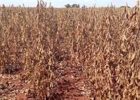 Seca afeta quase 40% das lavouras de soja e compromete produ&ccedil;&atilde;o em MS