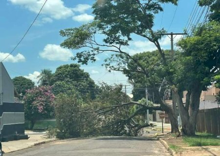 &Aacute;rvore ca&iacute;da h&aacute; quatro dias tranca rua e causa transtornos