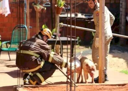 Tutora de pitbulls que mataram e atacaram cachorro vai responder por omiss&atilde;o