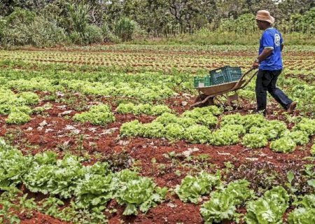 MS lidera inclus&atilde;o de fam&iacute;lias em pobreza rural em programa de fomento para 2025