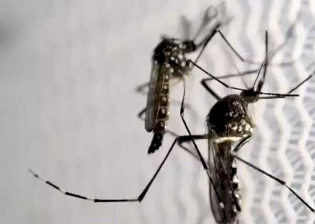 Estados vizinhos registram dengue tipo 3 e Sesau emite alerta