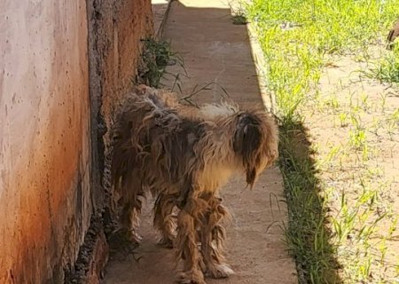 Em "estado deplor&aacute;vel", cachorro &eacute; resgatado em casa abandonada