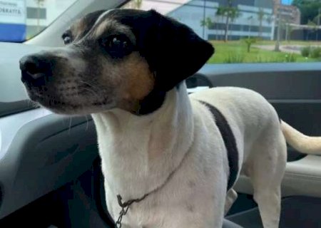 &Eacute; seu? Com medo dos fogos, c&atilde;o se refugiou em restaurante