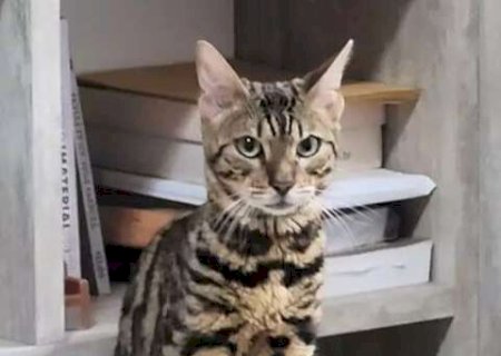 Gata Bengala Perdida em Campo Grande
