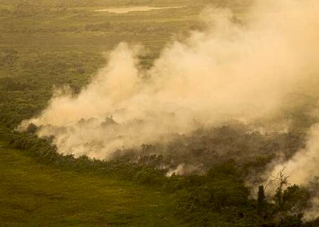 Uni&atilde;o cobra 725 milh&otilde;es de fazendeiros que devastaram 6 mil hectares no Pantanal
