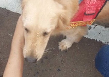 N&atilde;o &eacute; para qualquer um: veja se o seu c&atilde;o pode ser "bombeiro her&oacute;i"