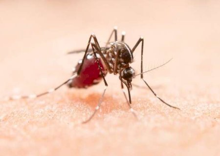 Casos de dengue superaram os de covid em Mato Grosso do Sul