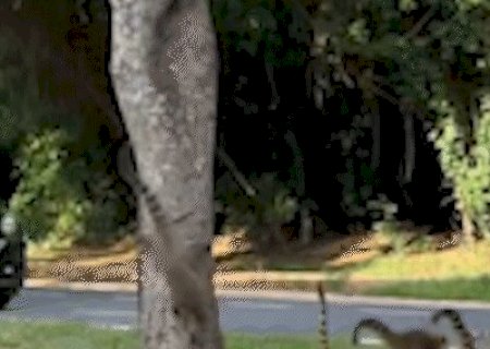 Passeio de quatis vira atra&ccedil;&atilde;o no Parque dos Poderes: &ldquo;parei para filmar&rdquo;
