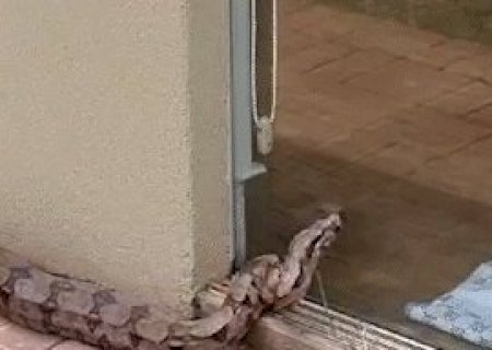 Jiboia imensa assusta moradores tentando invadir casa no Parque dos Poderes
