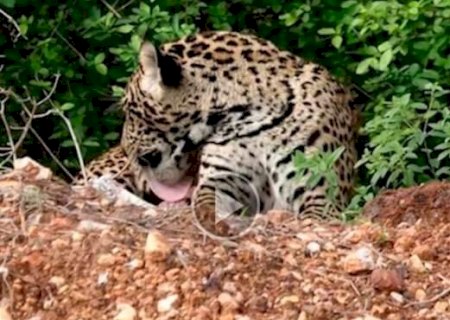 Enquanto descansa, filhote de on&ccedil;a-pintada &eacute; visto tomando "banho de gato"