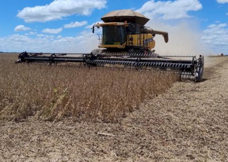 Colheita de soja atinge 8% em MS; estresse h&iacute;drico afeta 38% da &aacute;rea