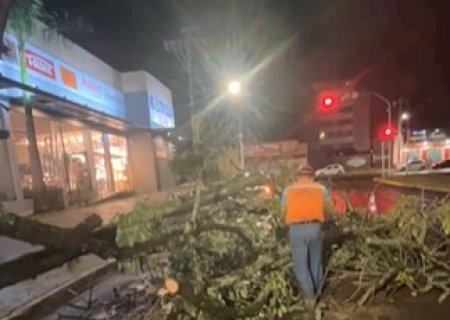Acompanhado de chuva, vento de 30 km/h derruba &aacute;rvores em Dourados