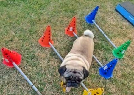 Fisioterapia tamb&eacute;m &eacute; para pet e alivia dores de doen&ccedil;as cr&ocirc;nicas