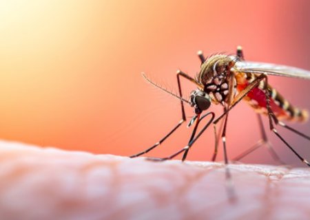 Dengue em crian&ccedil;as: sintomas, sinais de alerta e tratamento