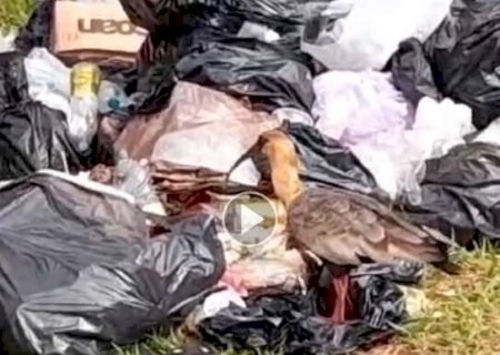 Guerra entre moradora e organiza&ccedil;&atilde;o de feira continua sobre coleta de lixo