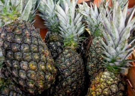 Al&eacute;m de ajudar na digest&atilde;o, dica &eacute; incluir abacaxi em receitas agridoces