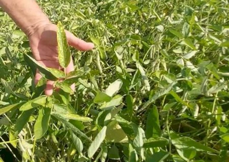 Produtores devem adotar pr&aacute;ticas agr&iacute;colas para enfrentar falta de chuva em MS