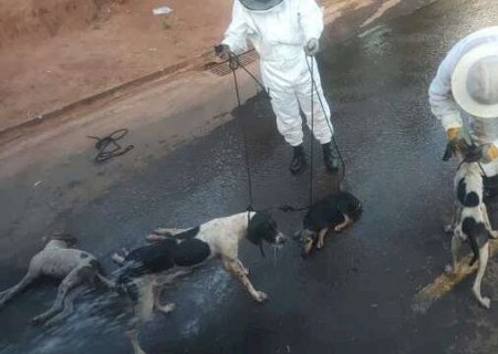 Abelhas em sof&aacute; abandonado atacam e matam dois cachorros