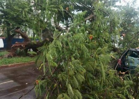 &Aacute;rvore cai durante chuva e atinge carro em cruzamento no centro