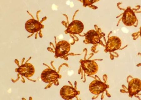 De MS, pesquisador quer que carrapatos sejam estudados tanto quanto mosquitos