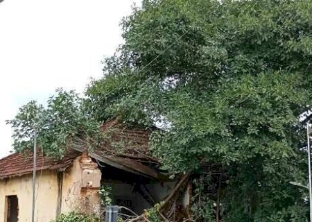 Caindo aos peda&ccedil;os, &aacute;rvore destr&oacute;i casa hist&oacute;rica de R$ 1 milh&atilde;o