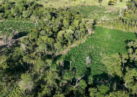 Com 8 hectares de maconha, base do tr&aacute;fico &eacute; desmantelada pela pol&iacute;cia