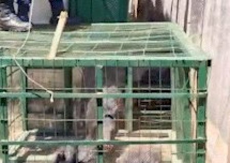 For&ccedil;a-tarefa &eacute; mobilizada para capturar queixadas em &aacute;rea urbana