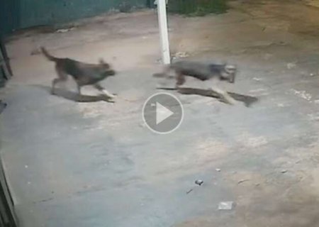 Mais um caso: dupla de c&atilde;es for&ccedil;a port&atilde;o de 4 metros e foge por conta dos fogos