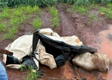 Cad&aacute;ver em decomposi&ccedil;&atilde;o &eacute; encontrado em planta&ccedil;&atilde;o de soja