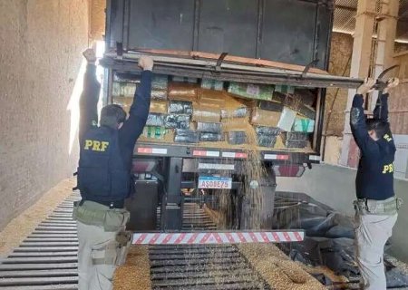 MS &eacute; o segundo estado do Pa&iacute;s com o maior n&uacute;mero de apreens&otilde;es de maconha