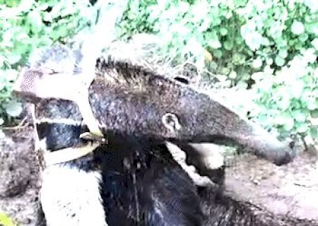 Ap&oacute;s queimaduras graves, tamandu&aacute;-bandeira Luizinho volta &agrave; natureza monitorado