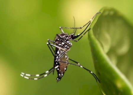 Em tr&ecirc;s semanas, MS registra 204 casos confirmados de dengue