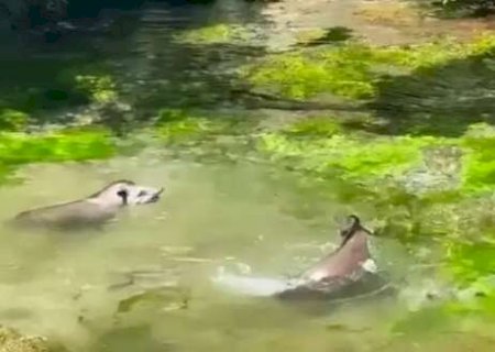 Com sensa&ccedil;&atilde;o de 40&ordm;C, at&eacute; antas curtem um mergulho no Rio Sucuri